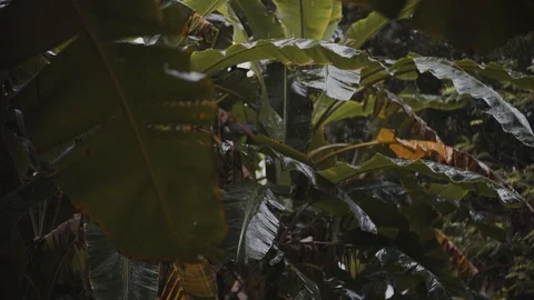 Jungle Rain Falling Down on Green Leafs In Slow Motion Stock Footage 120717699