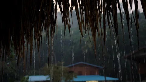 Jungle Rain Stock Footage 120545902
