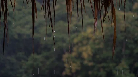 Jungle Rain Stock Footage 120545922