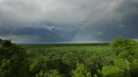 Jungle with rainbow Stock Footage 60217061