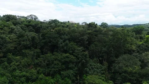 Jungle rainforest Amazon Stock Footage 313159769