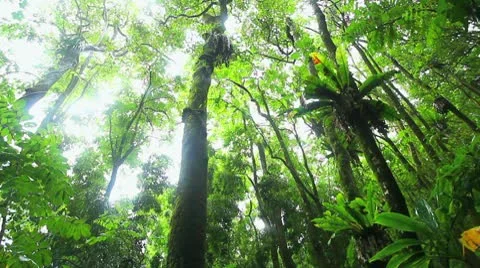 Jungle Rainforest Stock Footage