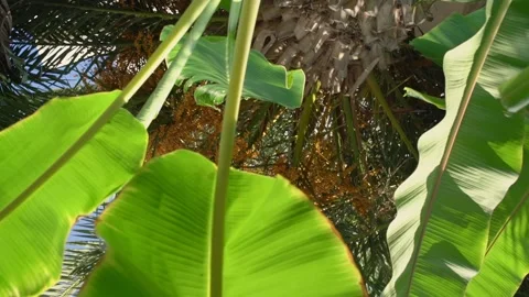 Jungle rainforest with large palm tree leaf against blue sky. Stock Footage 145866166