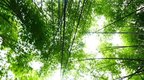 Jungle rainforest looking up bamboo forest 4k nature background tropical Stock Footage 57234582