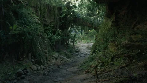 Jungle Rainforest Nature Background Video stock 259817947