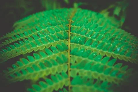 Jungle Rains Stock Photos