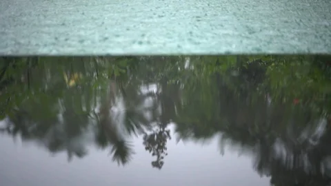 Jungle reflected on the wet stone surface when it rain. Stock Footage 104334074