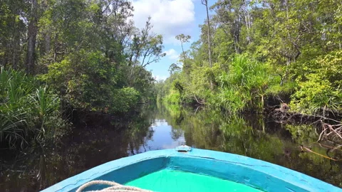 Jungle Reflection on a River, Tanjung Puting National Park, Borneo, Indonesia Stock Footage 346370663