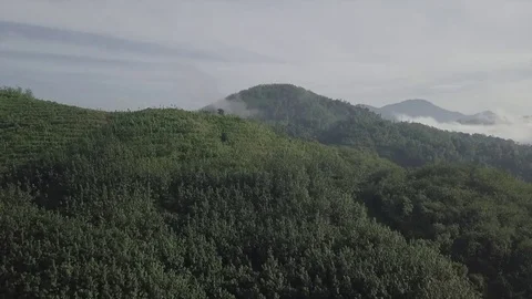Jungle revealing Video stock 83661190