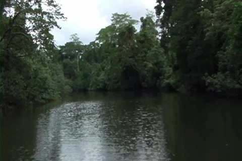 Jungle River 1 Stock-Footage 354332
