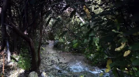 Jungle river 1 Stock-Footage 20434615