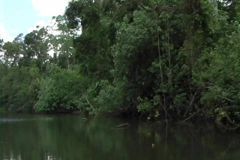 Jungle River 2 Stock Footage 354381