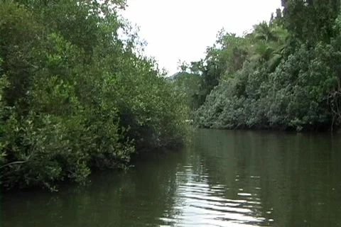 Jungle River 3 Stock Footage 355066
