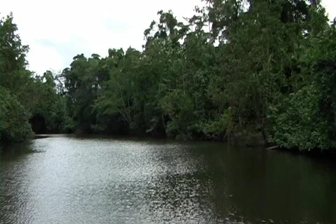 Jungle River 5 Stock Footage 353298