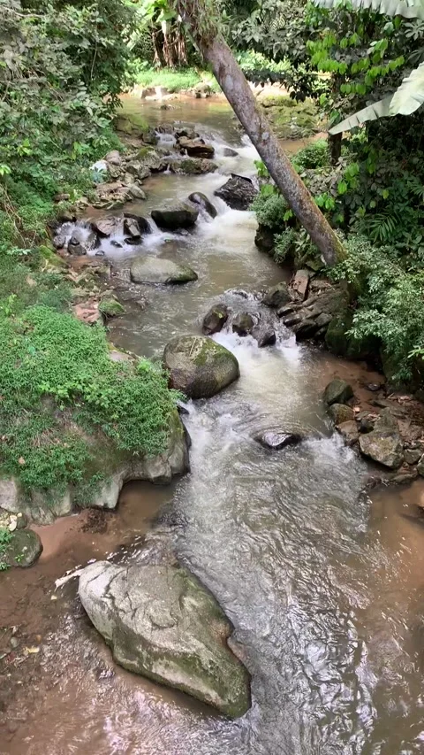 Jungle river in Cameron Highlands Vídeo Stock 343428672