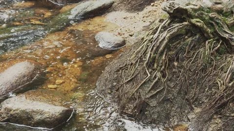 Jungle river with clear water stream and tree roots. Koh Samui. Thailand. Vídeos de archivo 332886253