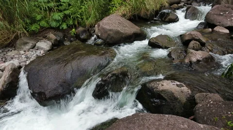 Jungle River Close Up Stock Footage 57231264
