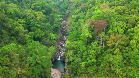 Jungle River Cutting Through Dense Forest Stock Footage 322822994