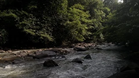 Jungle River Flowing Over Rocks, Lush Green Trees, Serene Wide Shot Stock Footage 325646337