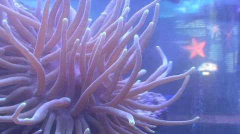 Jungle river Stock Footage 908872