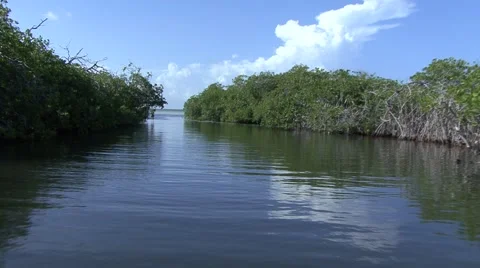 Jungle river Stock Footage 909463