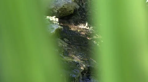 Jungle river Stock Footage 910145