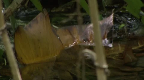 Jungle river Stock Footage 910192