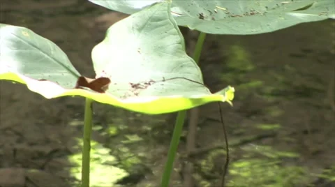 Jungle river Stock Footage 910203