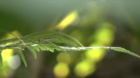 Jungle river Stock Footage 910205