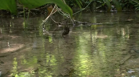 Jungle river Stock Footage 910221