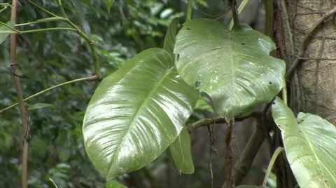 Jungle river Stock Footage 910233