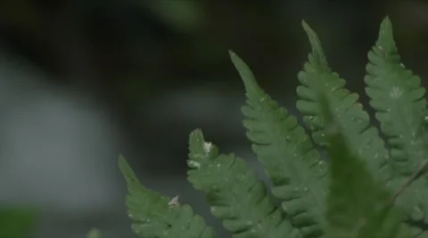 Jungle river Stock Footage 910240