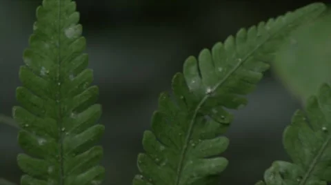 Jungle river Stock Footage 910246
