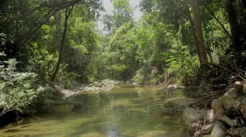 Jungle river Vidéo 12366791