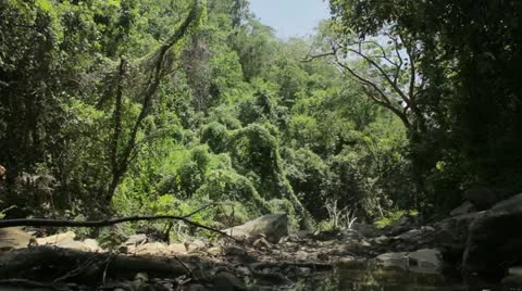 Jungle river Stock Footage 12366806