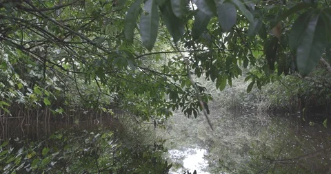 Jungle River Stock-Footage 101722792