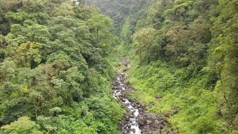 Jungle River Stock Footage 170710941