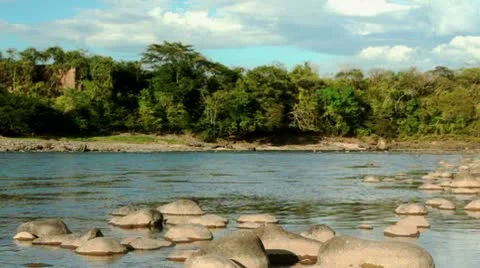 Jungle River Loop Stock Footage