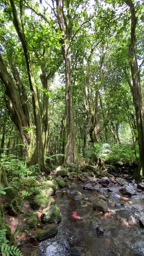 Jungle river in Moorea Stockbeeldmateriaal 344349190