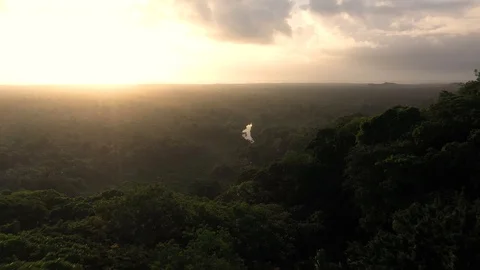 Jungle River Mountain Sunset Drone Shot 4K 스톡 동영상 114854931