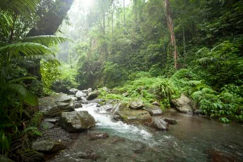 Jungle River 스톡 사진
