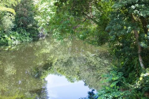 Jungle river Stock Photos