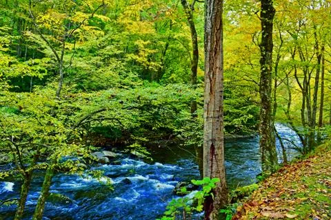 JUNGLE RIVER Stock Photos