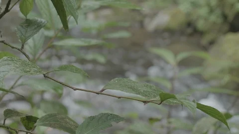 Jungle river - rack focus from a leave - 4KUHD 10BIT 스톡 동영상 115885861