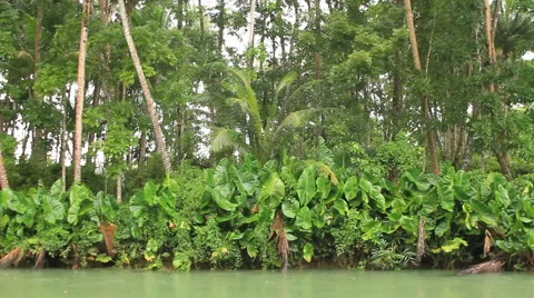 Jungle River on a rainy day Stock Footage 43672968