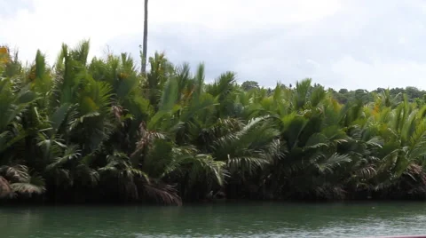 Jungle river shoreline Stock Footage 39980929