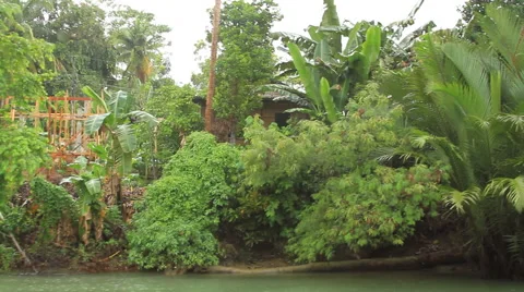 Jungle River shoreline Stock Footage 43668648