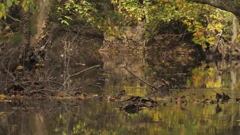 Jungle-like River Surface With Green and Yellow Leaf Water Reflection Video stock 235833150