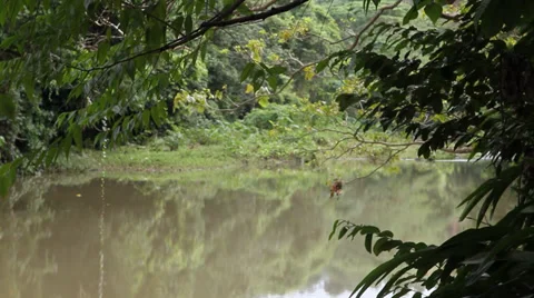 Jungle river tight shot Video stock 35840896