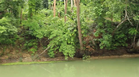 Jungle River with vines Stock Footage 43679084